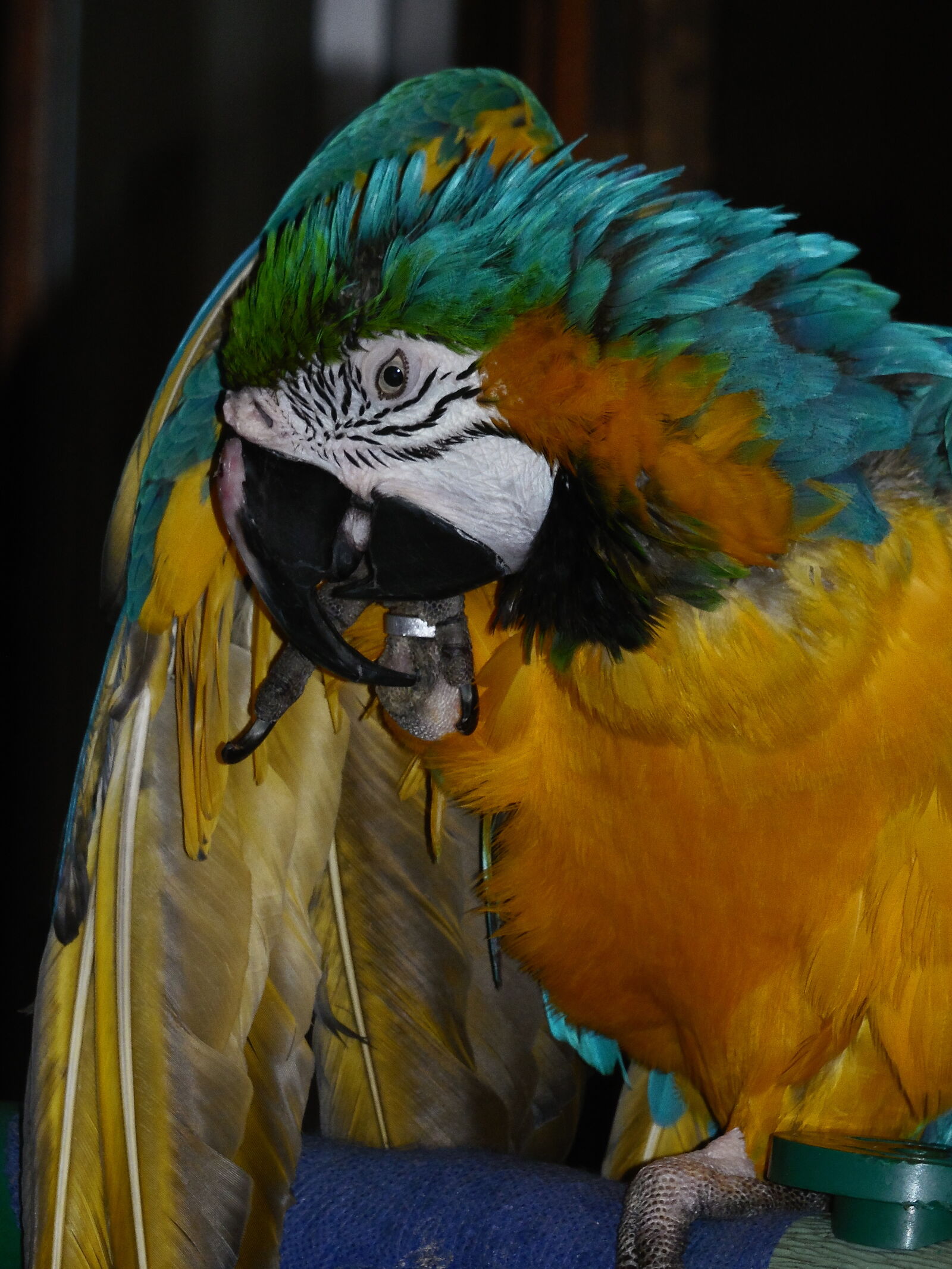 Samsung WB2200F sample photo. B, g, macaw, macaw photography