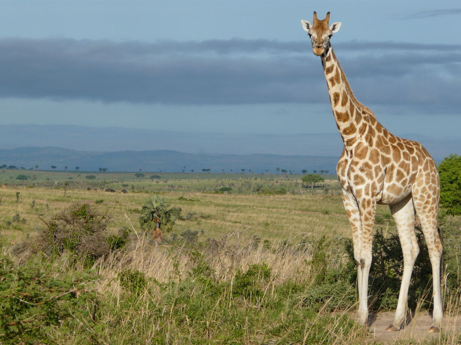 Panasonic DMC-FZ18 sample photo. Giraffe, uganda, africa photography
