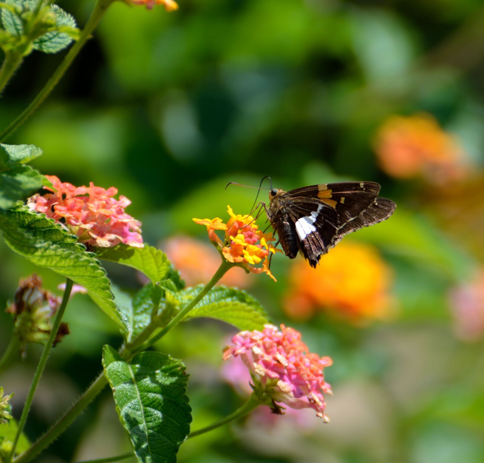 Nikon D7000 sample photo. Insect, butterfly, nature photography