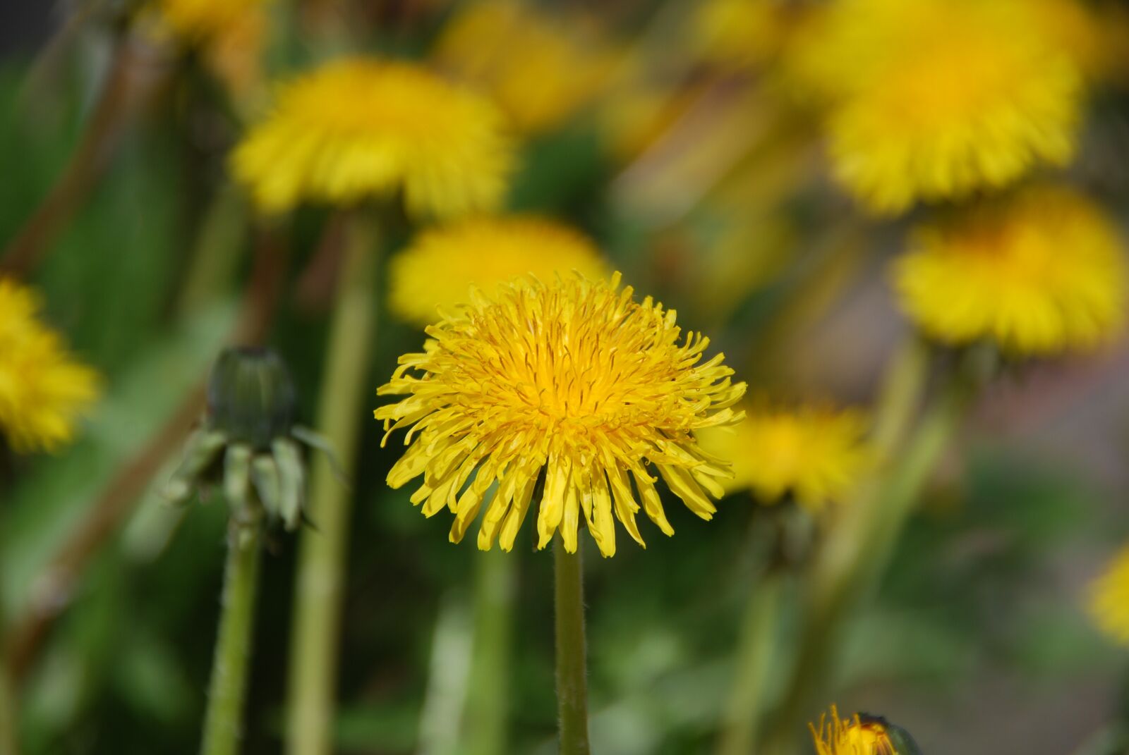 Nikon D80 sample photo. Dandelion, yellow, spring photography