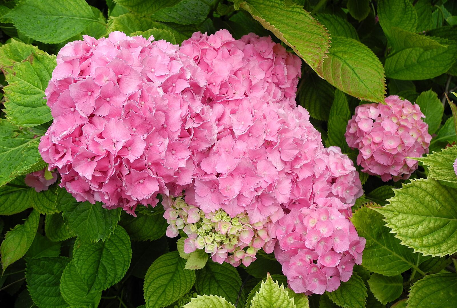 Nikon Coolpix P7000 sample photo. Hydrangea, flower, pink hydrangea photography
