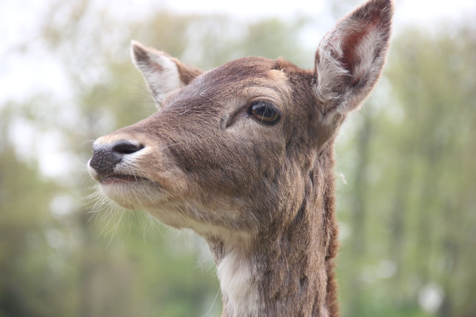 Canon EOS 550D (EOS Rebel T2i / EOS Kiss X4) sample photo. Roe deer, animal, mammal photography