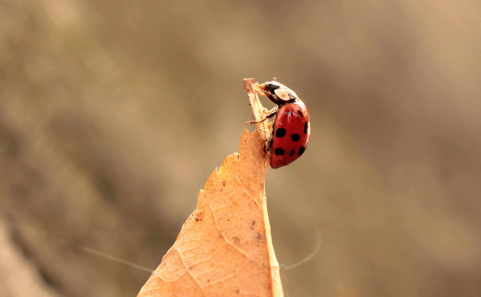Canon EOS 550D (EOS Rebel T2i / EOS Kiss X4) sample photo. Nature, ladybug, leaf, autumn photography