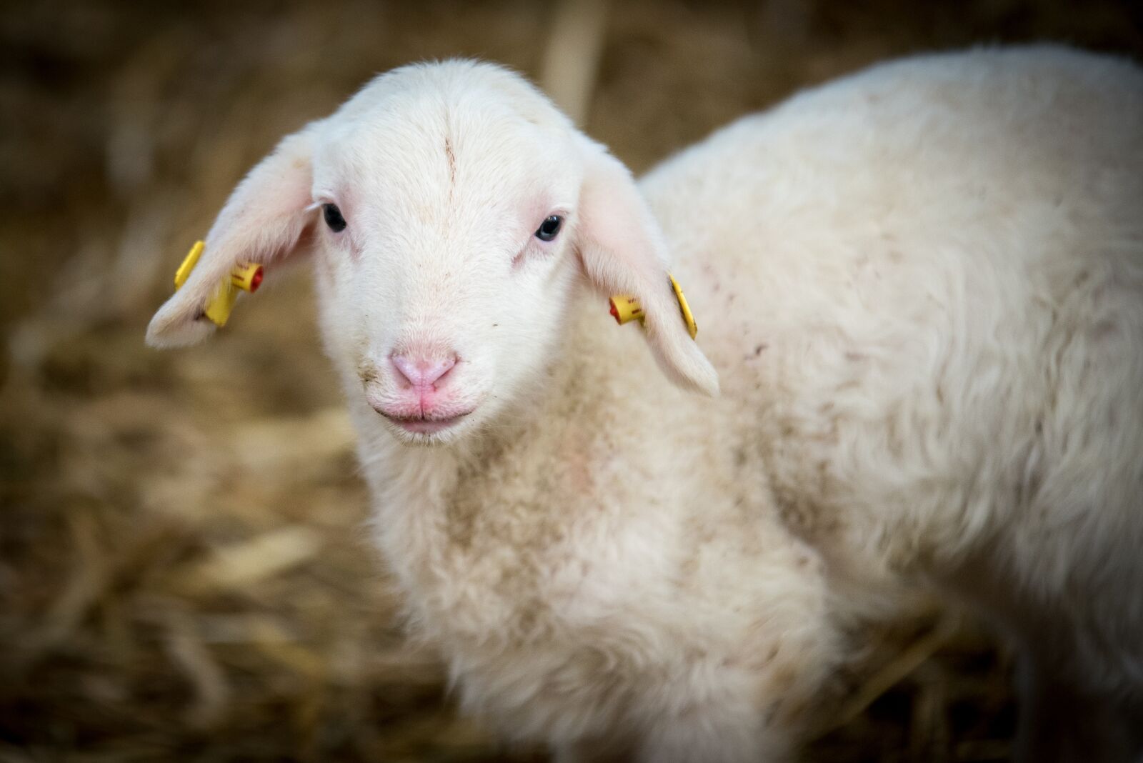 Nikon D750 sample photo. Lamb, sheep, animal husbandry photography