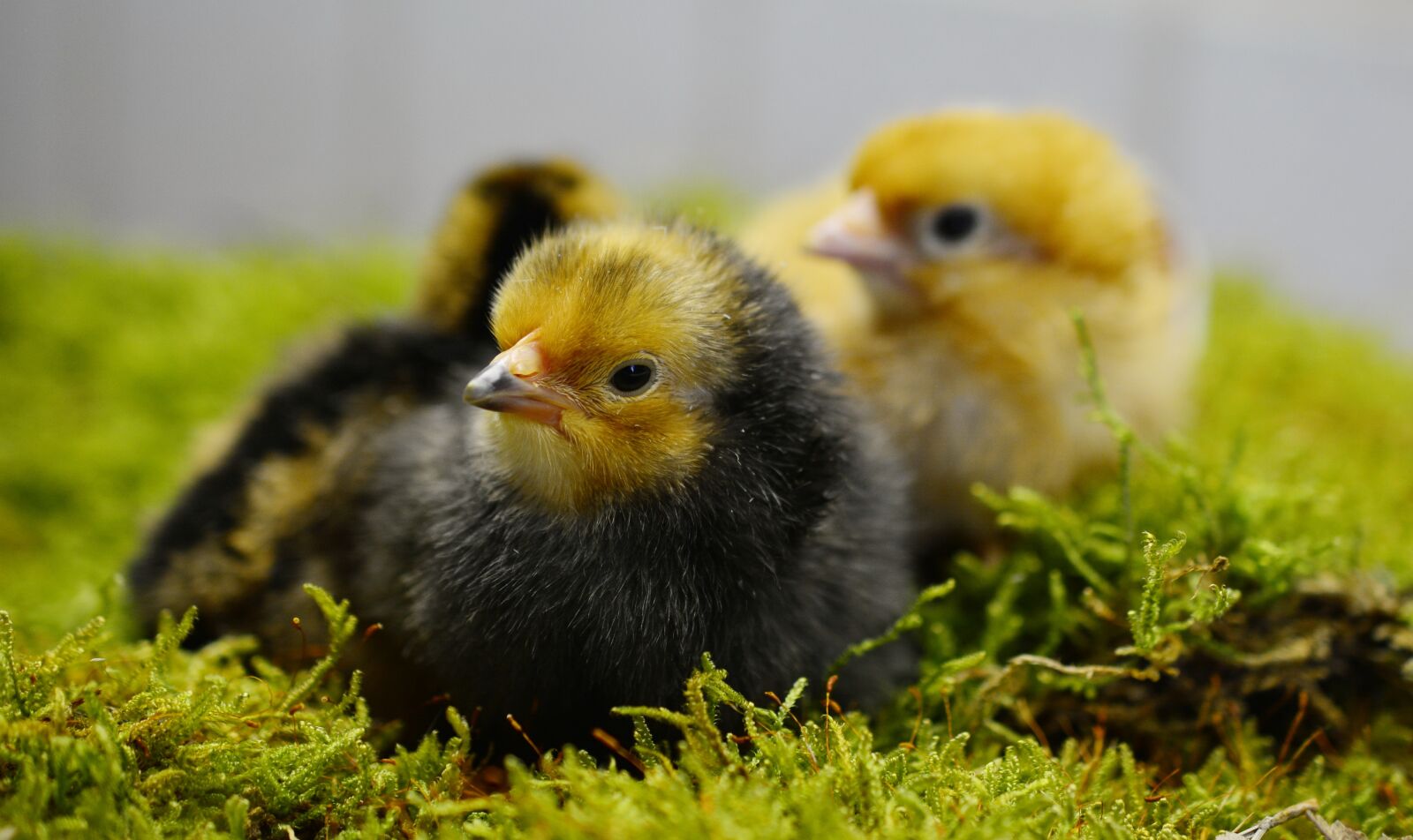 Nikon D5200 sample photo. Chicks, hatched, young animal photography