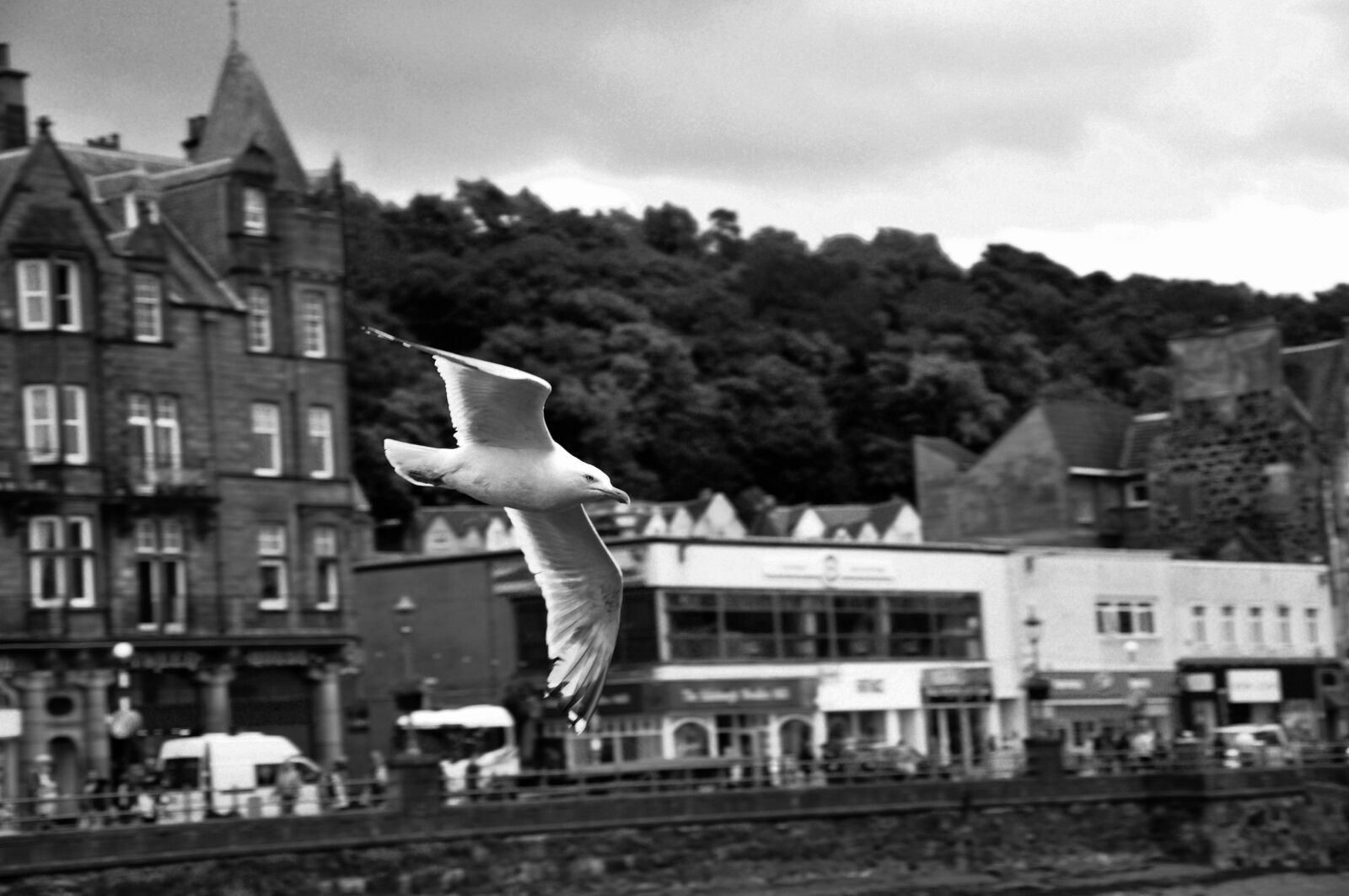 Nikon D90 sample photo. Gull, birds, haven photography