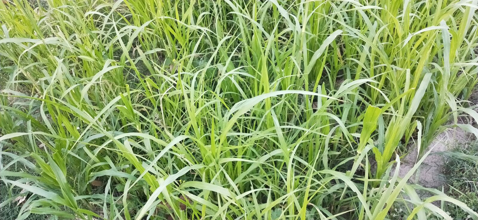 OPPO Realme 2 Pro sample photo. Grass, root, field photography