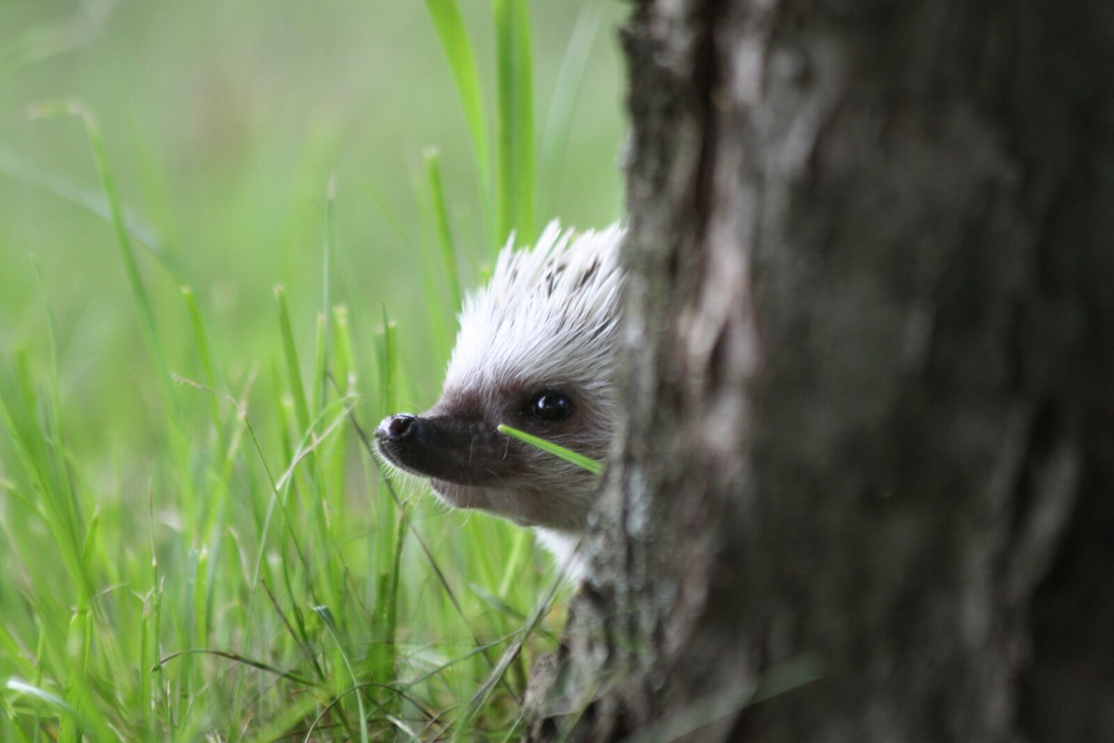 Canon EOS 450D (EOS Rebel XSi / EOS Kiss X2) sample photo. African, dwarf, hedgehogs photography