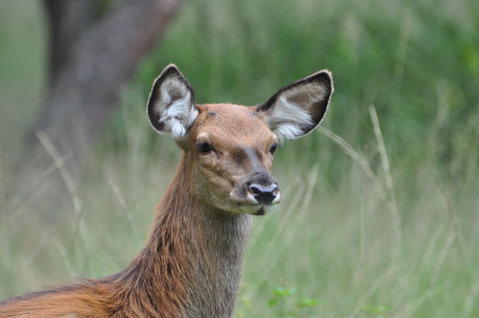 Nikon D90 sample photo. Hinde, veluwe, nature photography