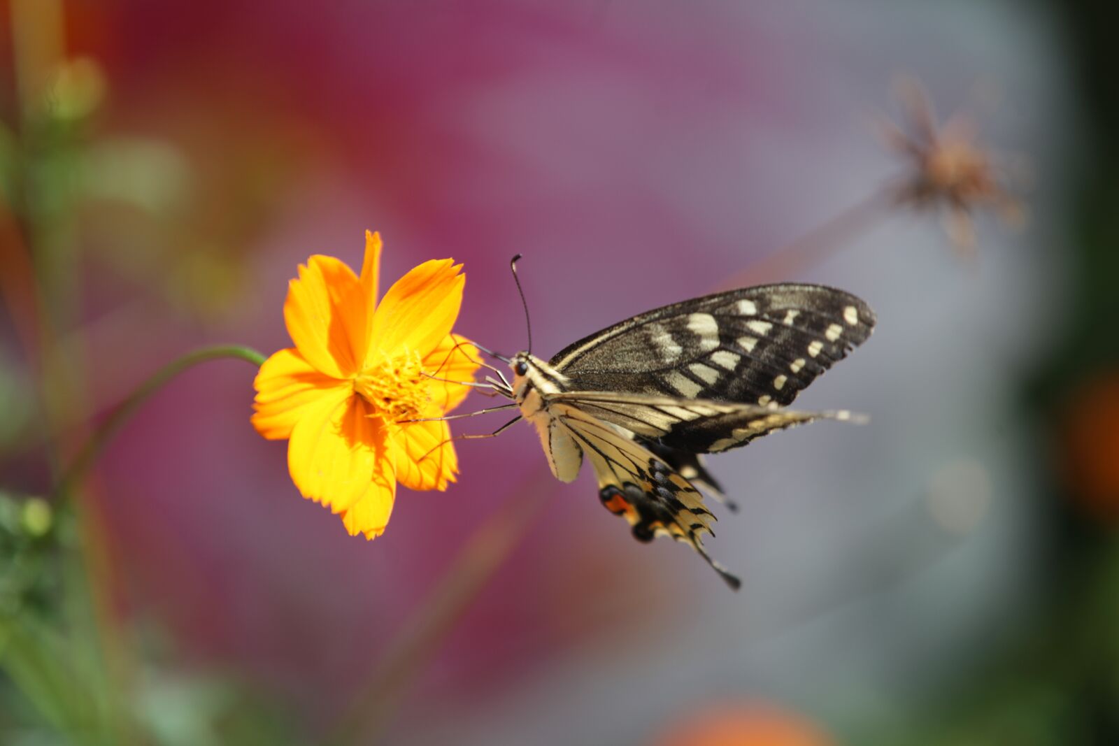 Canon EOS 5D Mark II + Canon EF 70-200mm F2.8L IS II USM sample photo. Butterfly, swallowtail butterfly, flowers photography