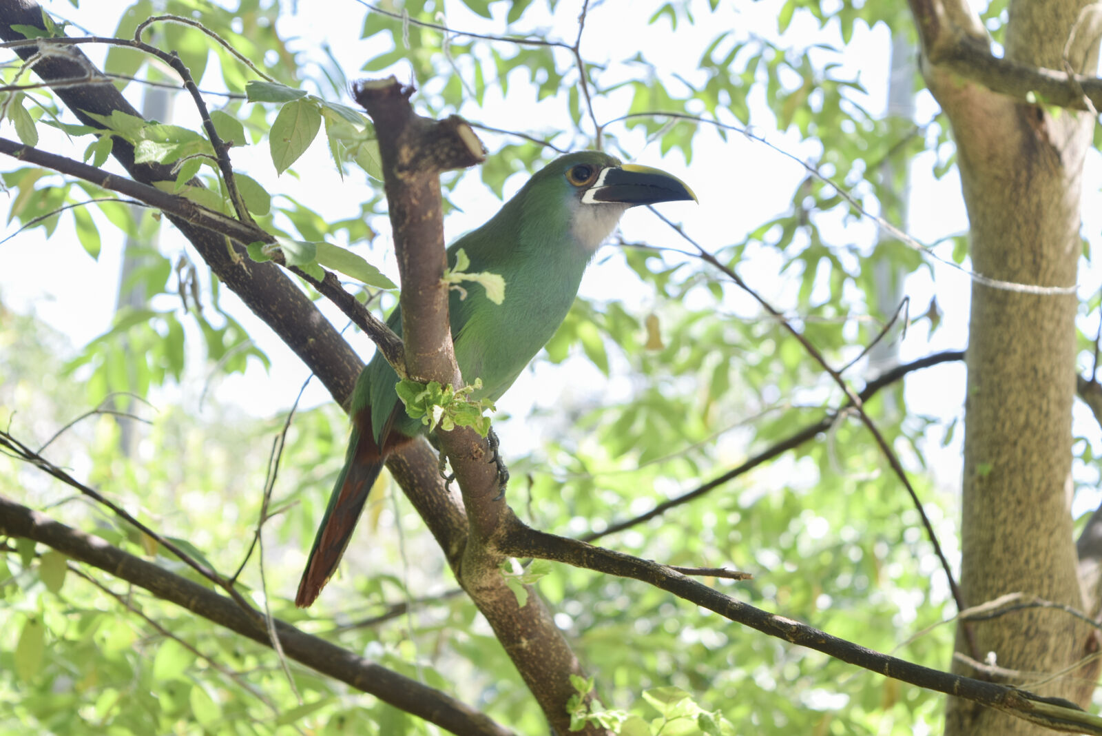Nikon D3300 sample photo. Bird, green, natue, natural photography