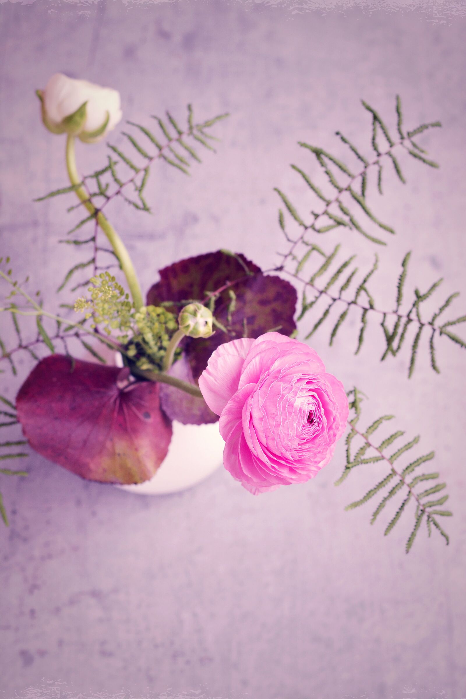 Nikon D7100 sample photo. Flower, ranunculus, pink photography