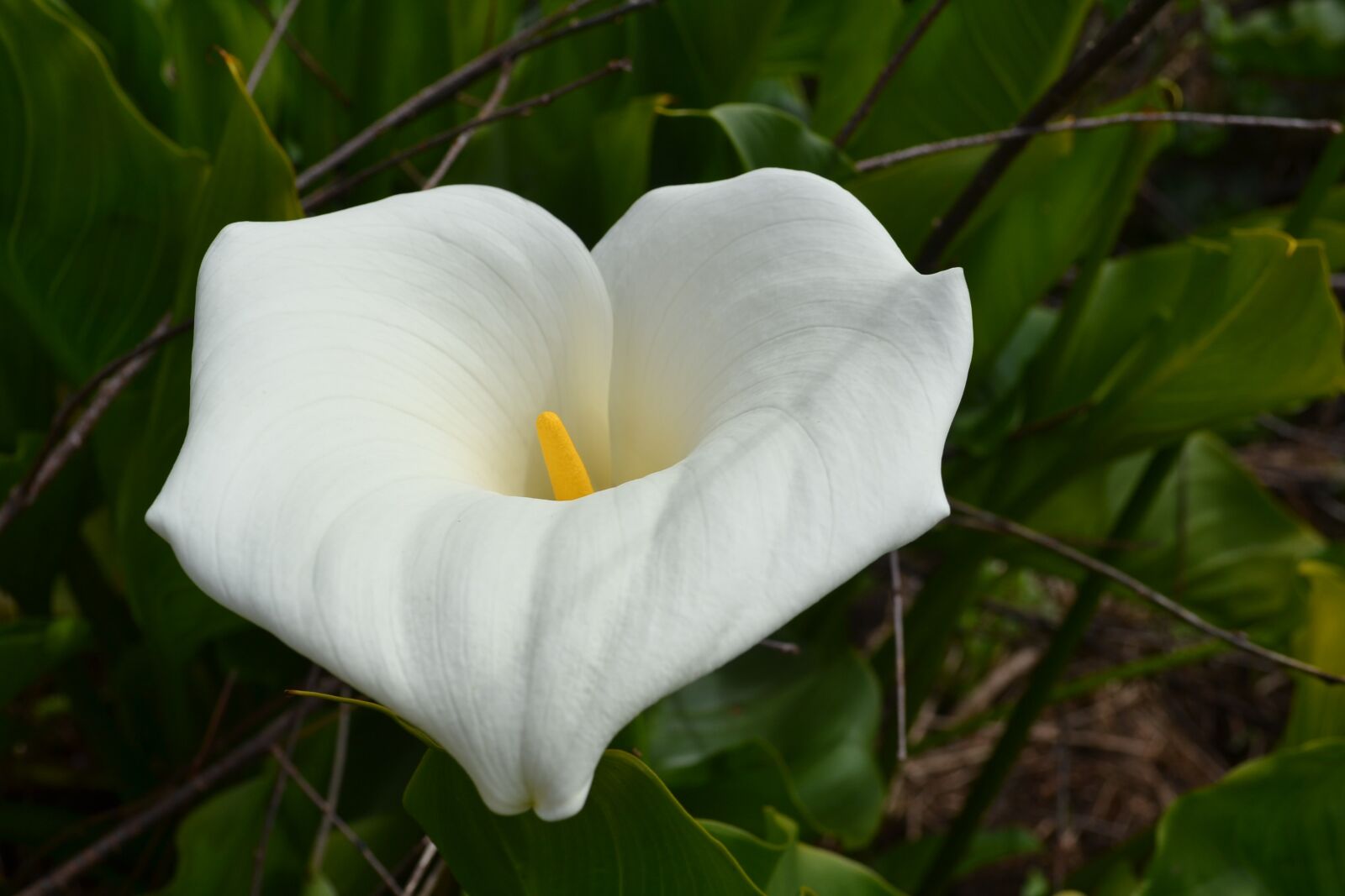 Nikon D3100 sample photo. Lily, flower, blossom photography