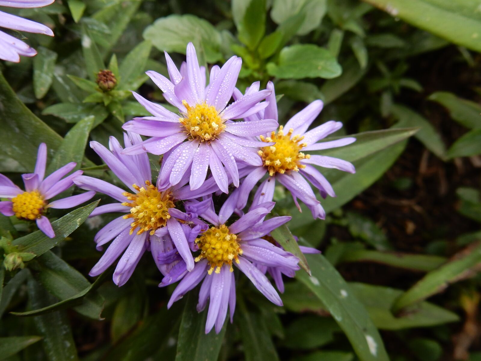 Nikon Coolpix S9900 sample photo. Asters, violet, aster photography