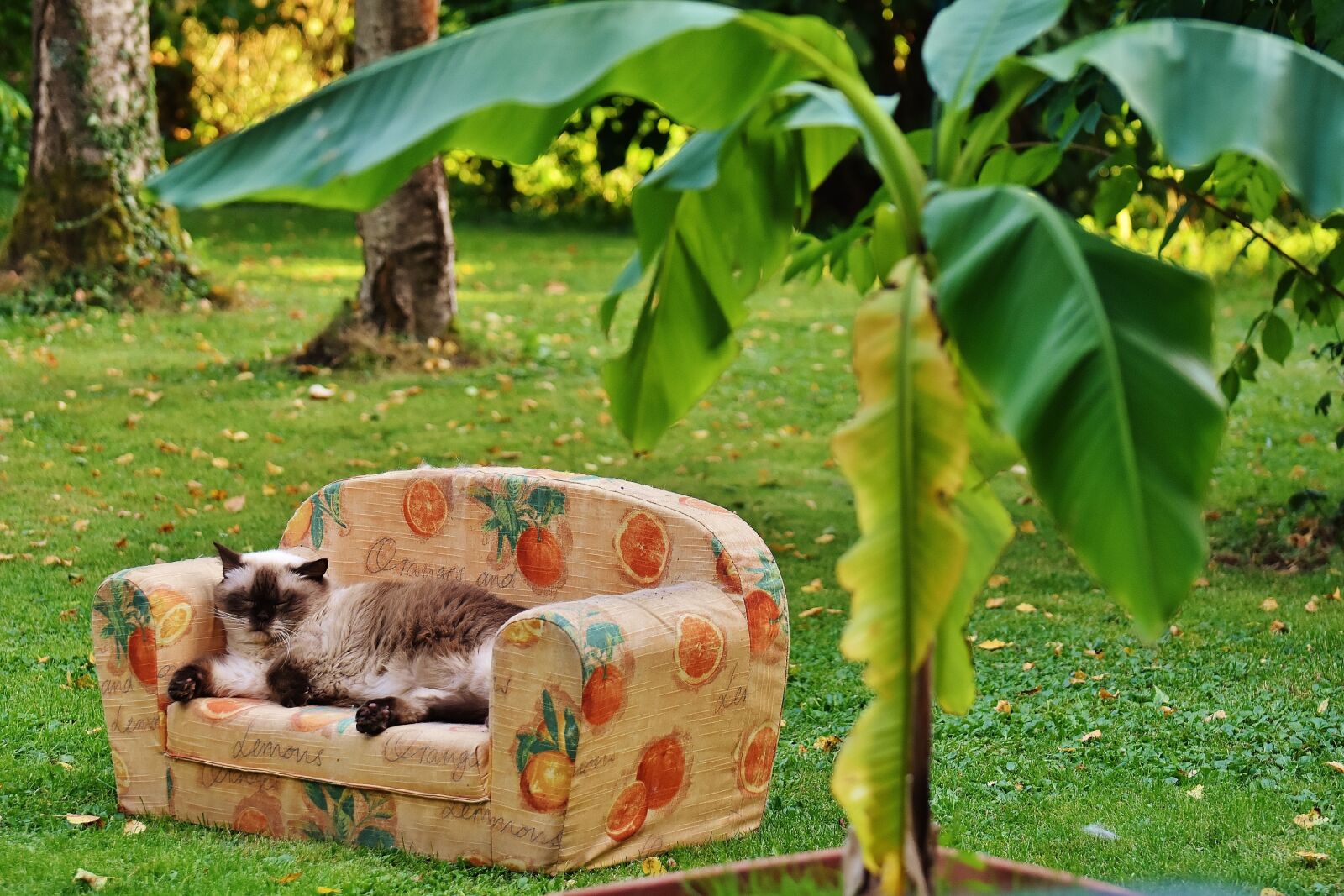 Nikon D7200 sample photo. Urlaubsfeeling, sofa, couch photography