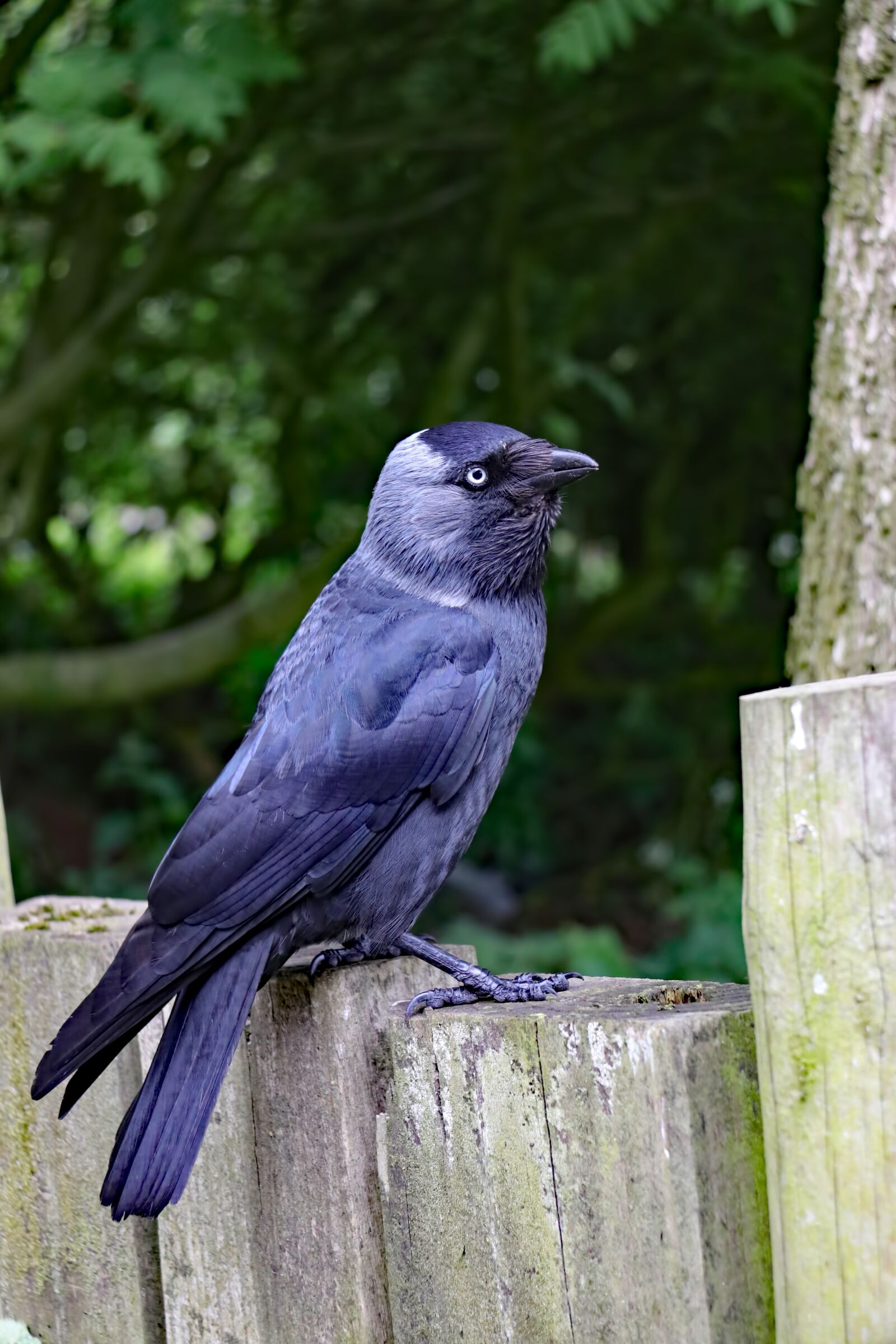 Canon EOS 80D sample photo. Jackdaw, blackbird, bird photography