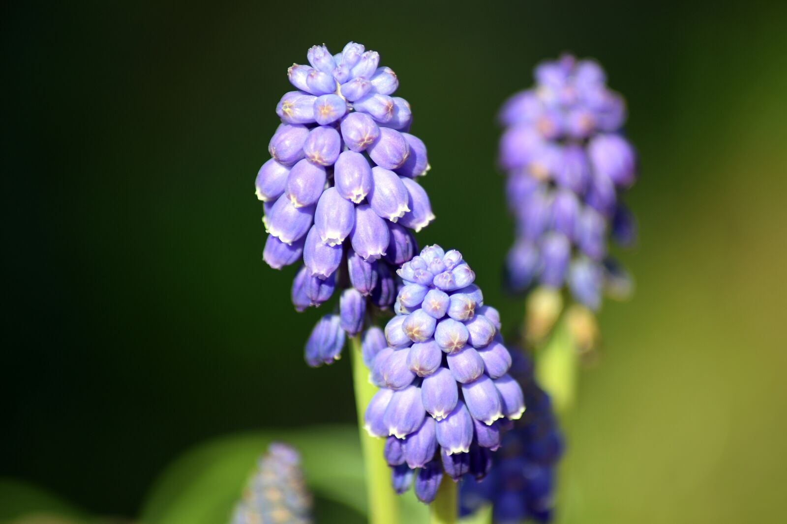 Nikon D3300 sample photo. Flower, nature, grape hyacinth photography