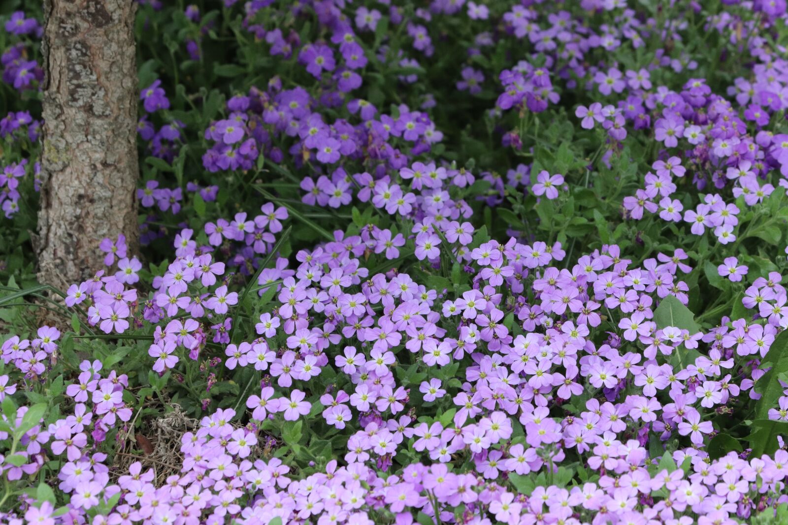 Canon EF 70-300 F4-5.6 IS II USM sample photo. Hayes, aubretia, flower photography