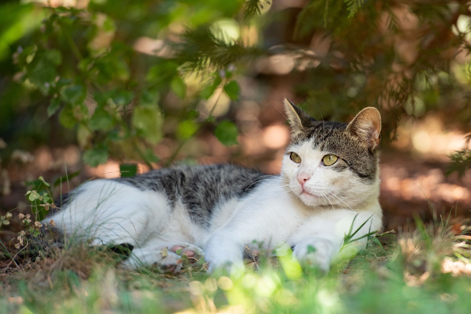 Nikon D750 sample photo. Tabby, kitten, cat photography