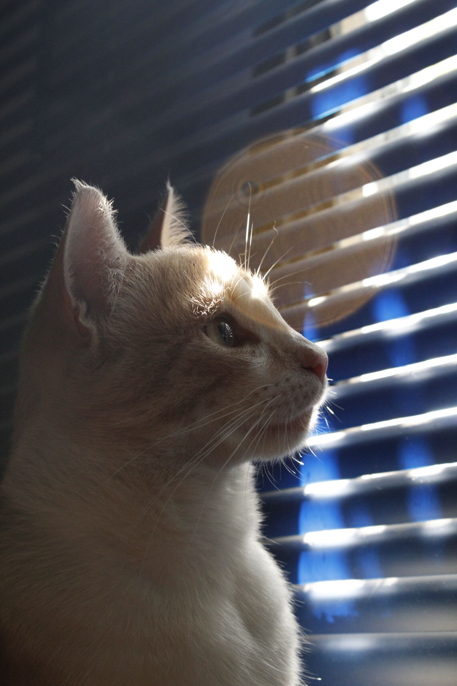 Canon EOS 1300D (EOS Rebel T6 / EOS Kiss X80) sample photo. Cats, pets, feline photography