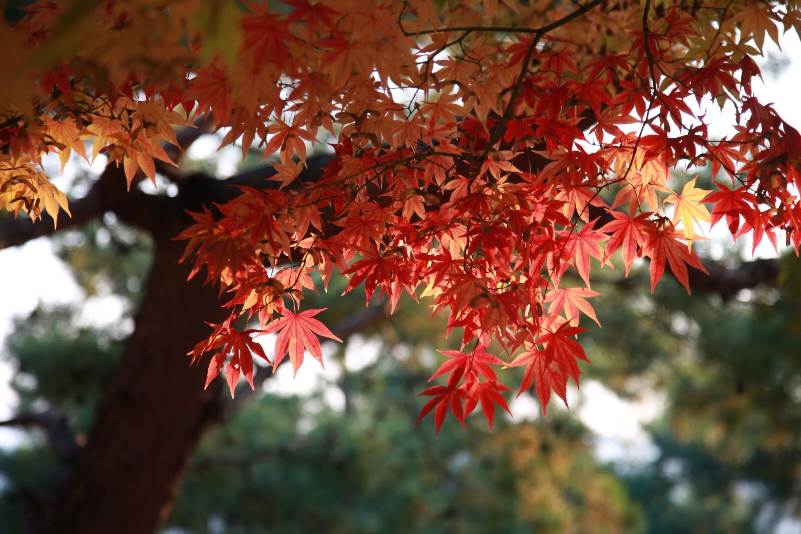 Canon EOS 6D + Canon EF 24-105mm F4L IS USM sample photo. Leaves, autumn leaves, maple photography