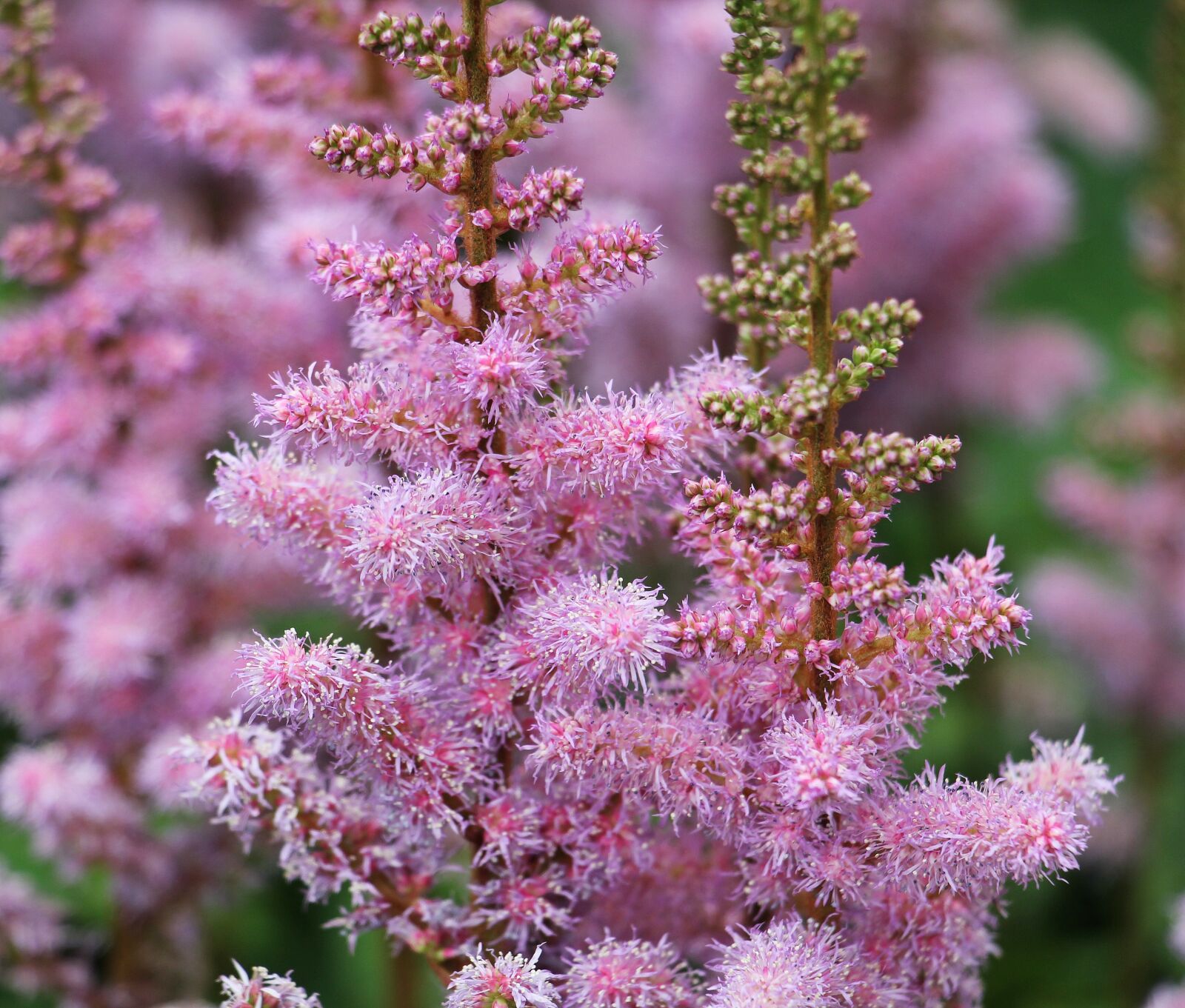 Canon EOS 550D (EOS Rebel T2i / EOS Kiss X4) sample photo. Knotweed, flower, plant photography