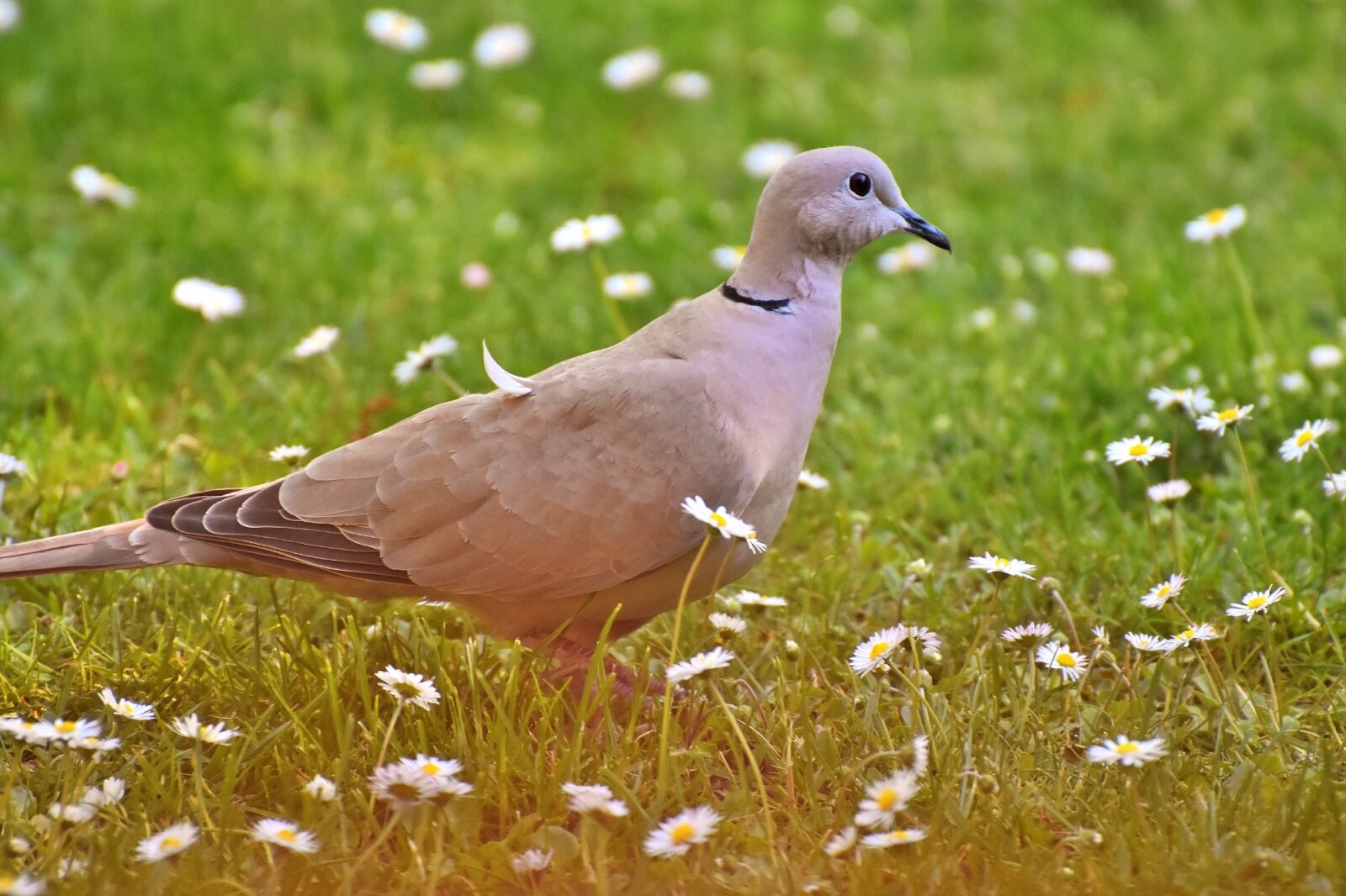 Nikon D7200 sample photo. Dove, collared, bird photography