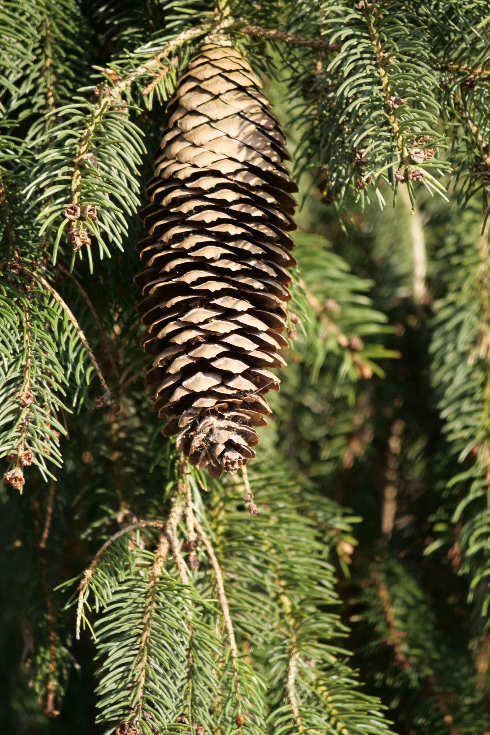 Panasonic Lumix DC-G9 sample photo. Tree, nature, fir cones photography