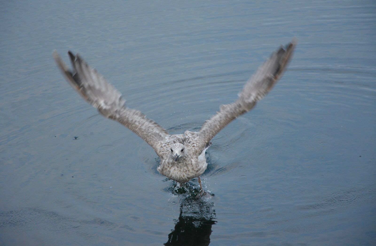 Nikon D5200 sample photo. Seagull takes flight, sea photography