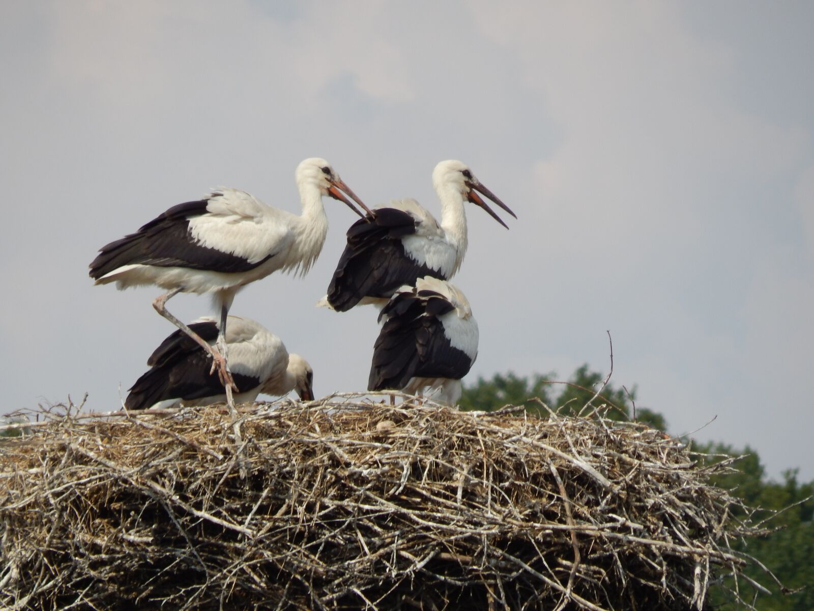 Nikon Coolpix L820 sample photo. Storks, birds, young photography