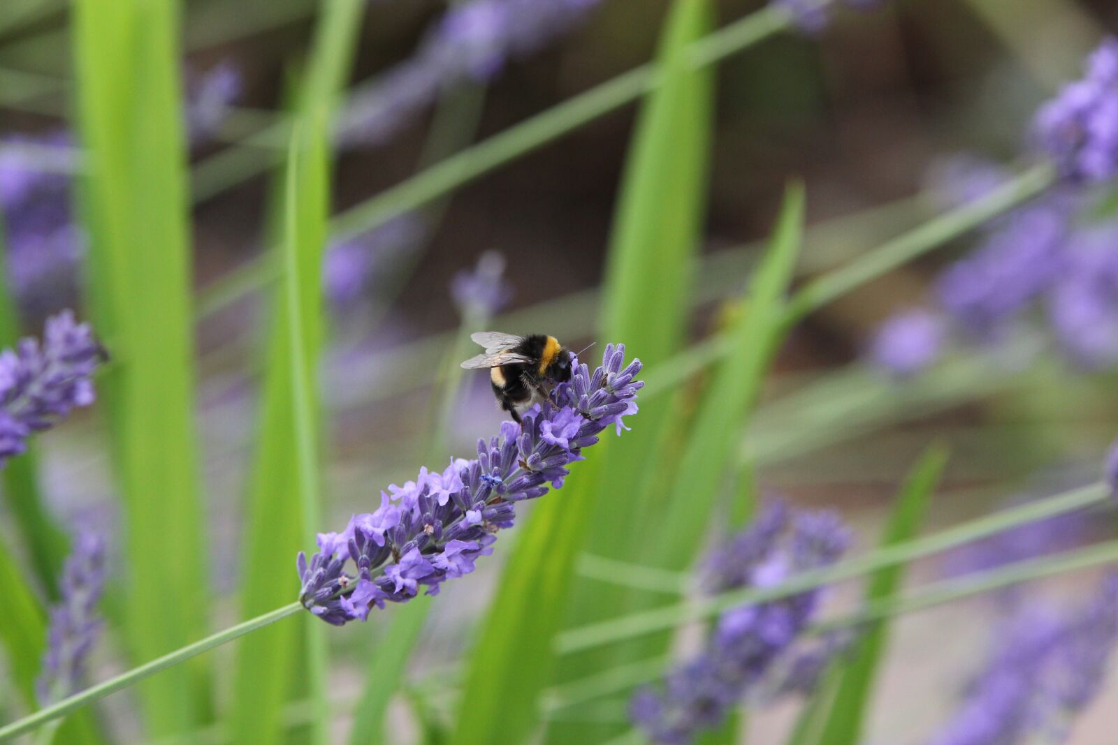 Canon EOS 650D (EOS Rebel T4i / EOS Kiss X6i) sample photo. Bee, lavender, insect photography