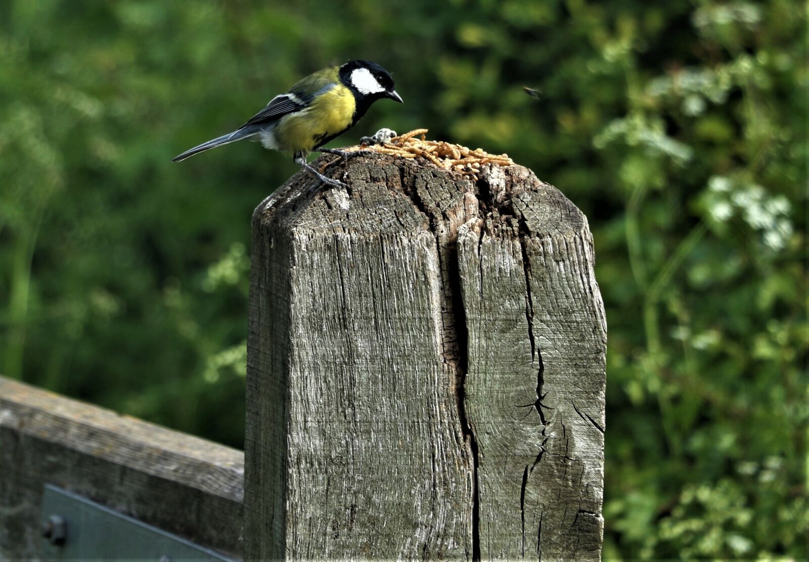 Canon EOS 7D Mark II sample photo. Bird, yellow tit, tit photography