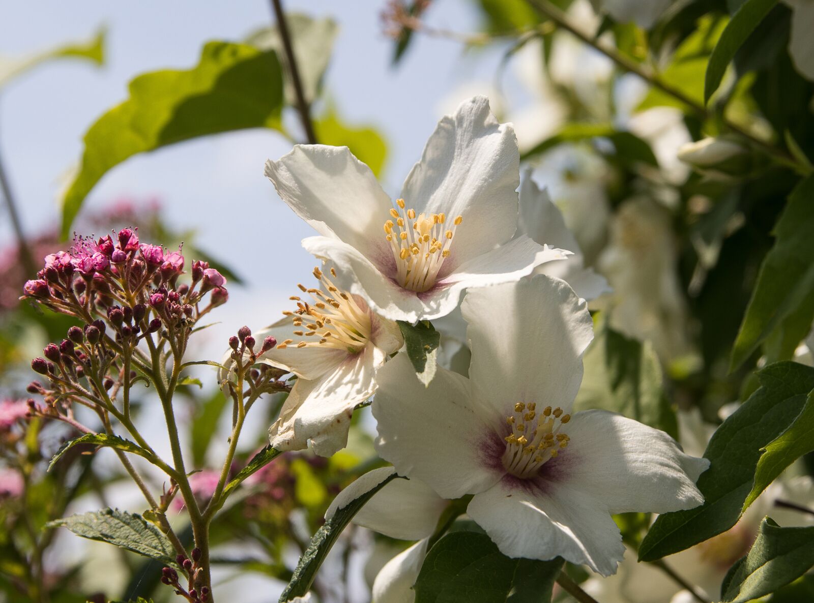 Canon EOS 80D sample photo. Flowers, white flowers, bush photography