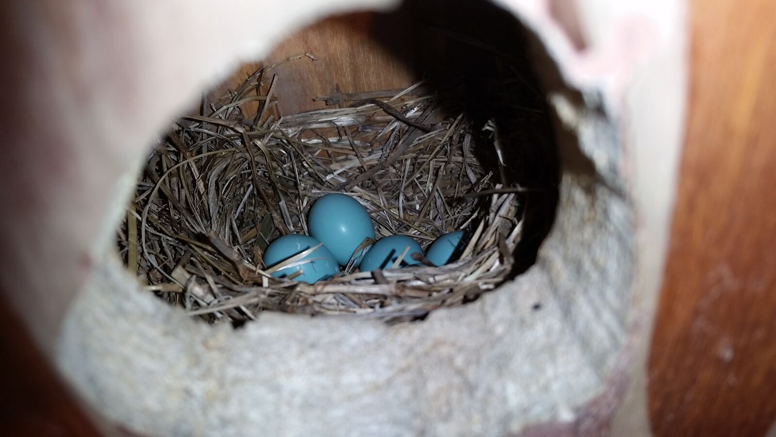 Samsung Galaxy S5 sample photo. Robins egg, blue eggs photography