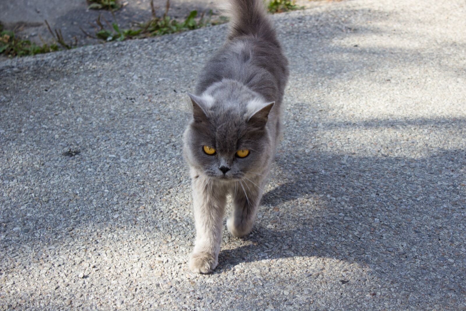 Canon EOS 600D (Rebel EOS T3i / EOS Kiss X5) sample photo. Cat, animals, nature photography