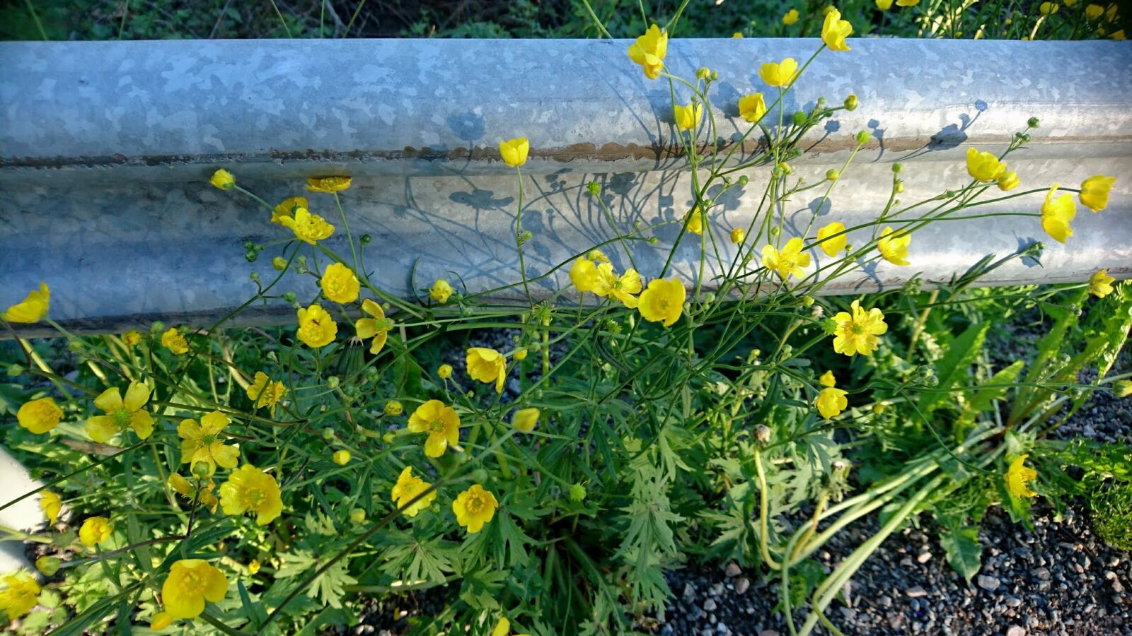 Sony Xperia Z5 Compact sample photo. Flowers, yellow flowers, buttercups photography