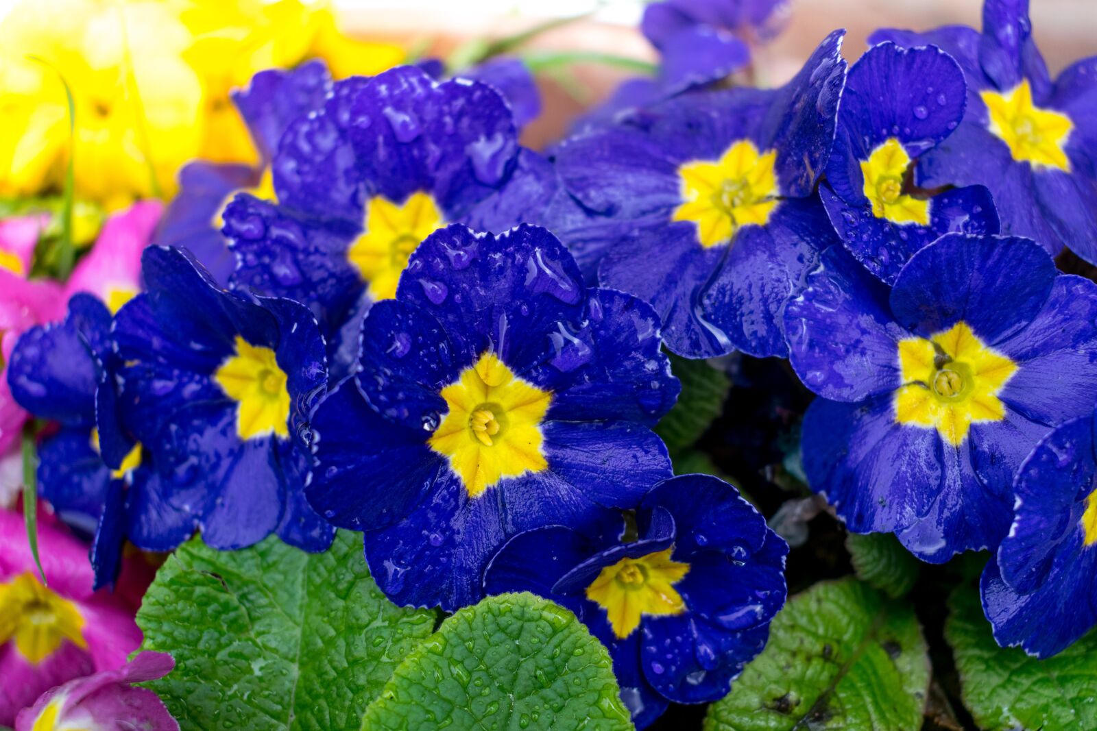 Nikon D3300 sample photo. Beautiful, beauty, bloom photography