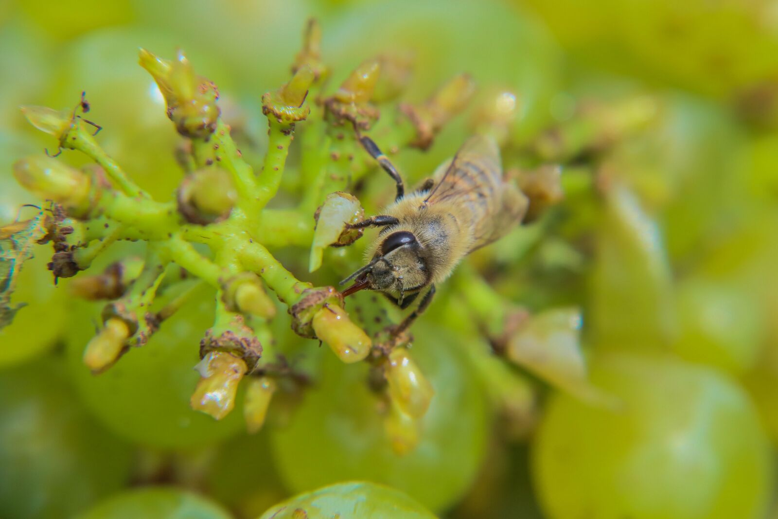 Canon EOS 70D + Canon EF-S 18-200mm F3.5-5.6 IS sample photo. Bee, grape harvesting machine photography
