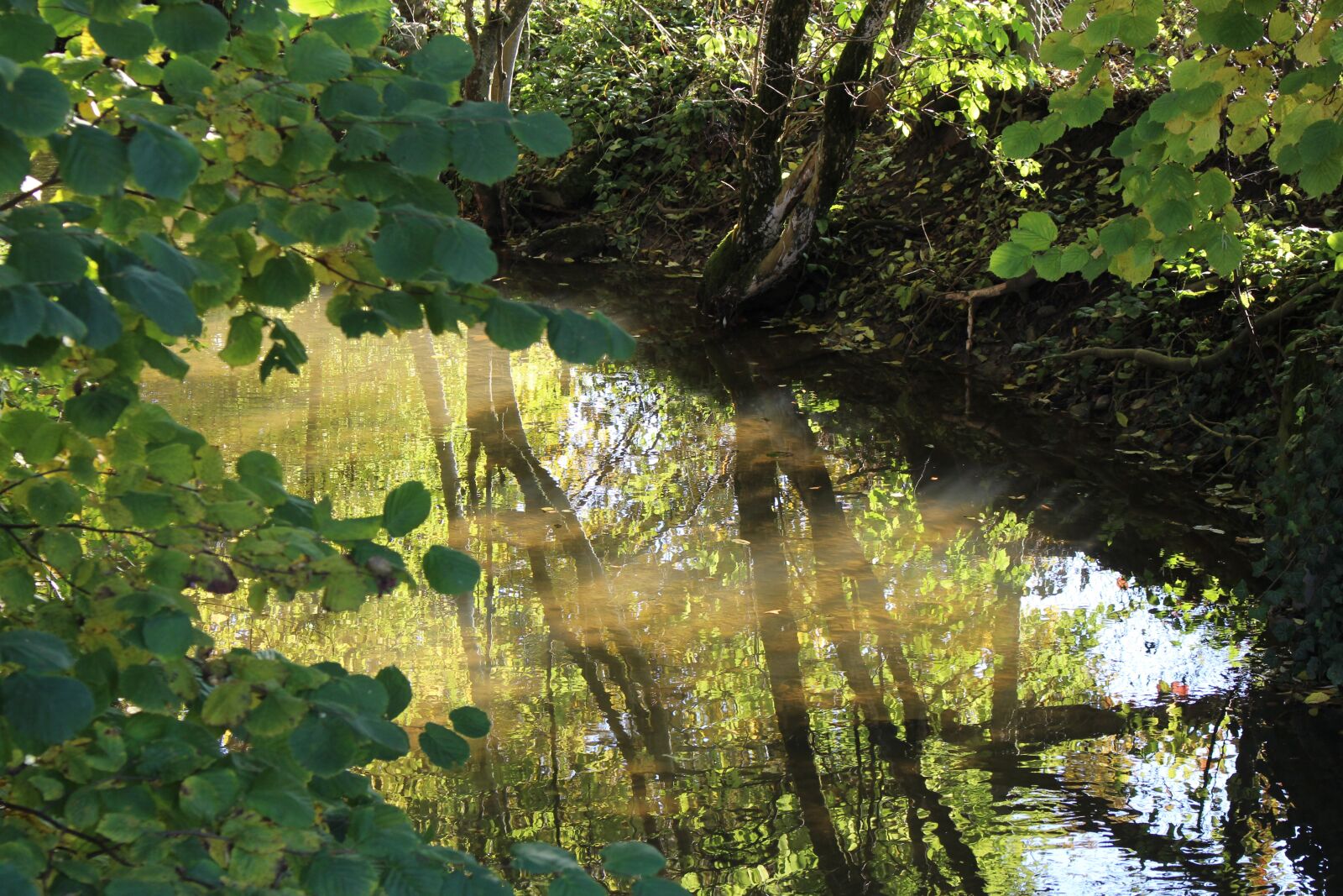 Canon EOS 700D (EOS Rebel T5i / EOS Kiss X7i) sample photo. Bach, mirroring, reflection photography