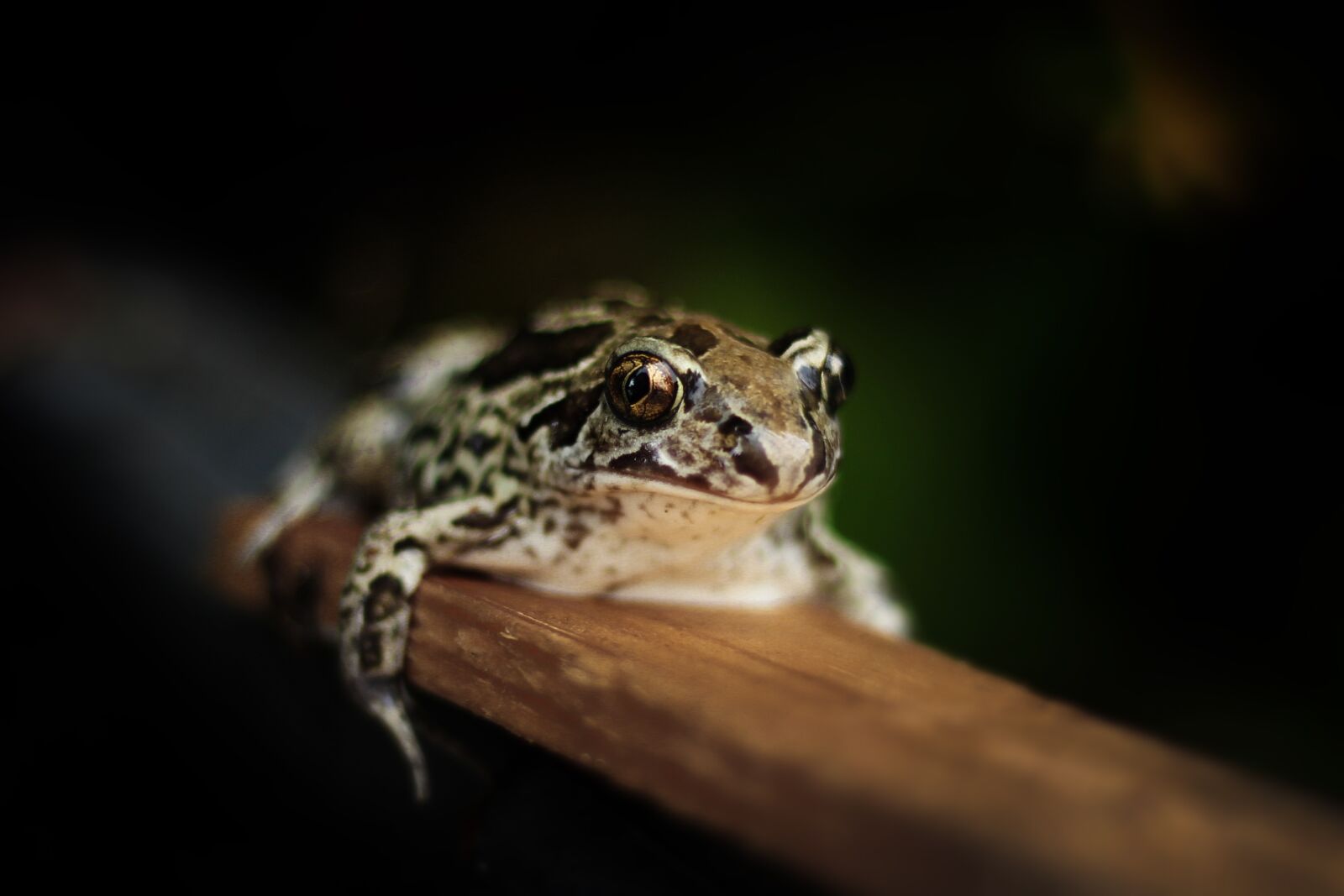 Canon EOS 700D (EOS Rebel T5i / EOS Kiss X7i) + Canon EF 50mm F1.8 STM sample photo. The frog, amphibian, a photography