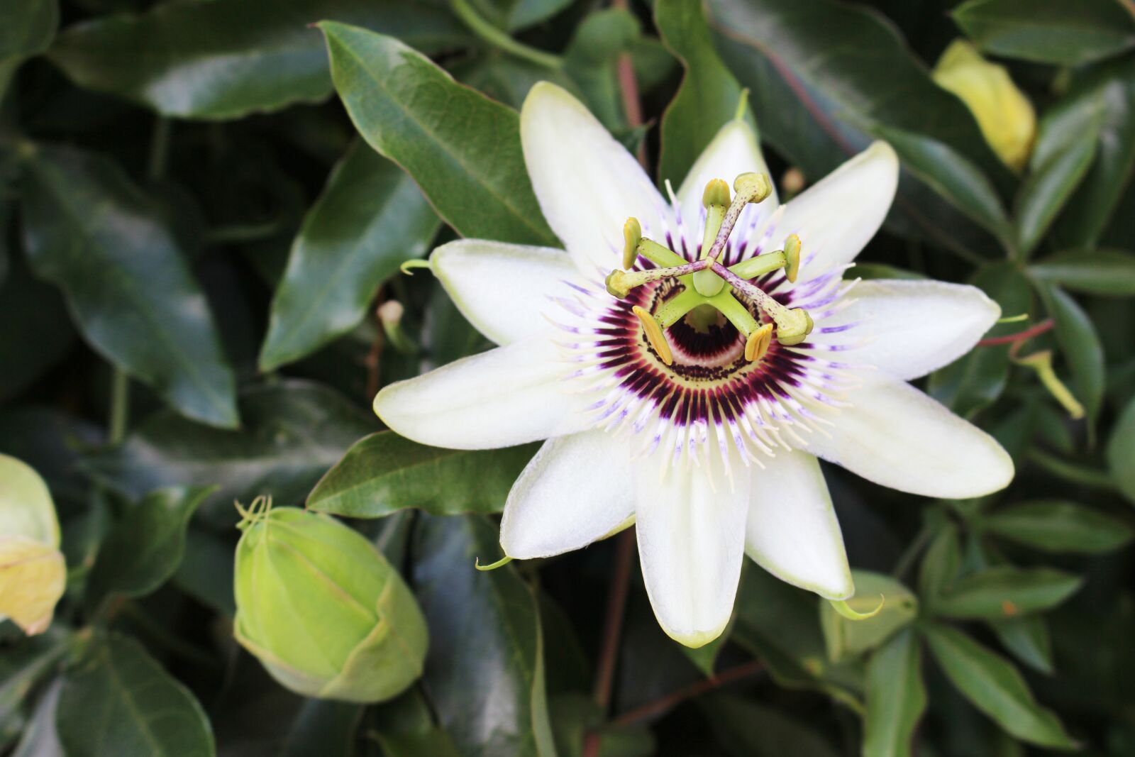 Canon EOS 700D (EOS Rebel T5i / EOS Kiss X7i) sample photo. Passiflora, exotic, bloom photography