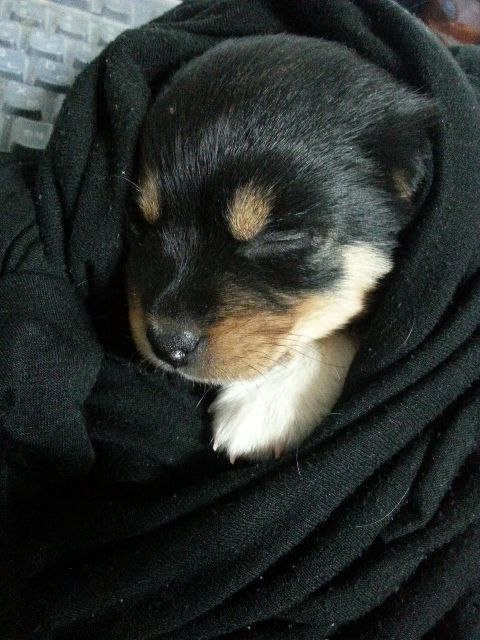 Samsung Galaxy S3 sample photo. Puppy, cute, sleep photography