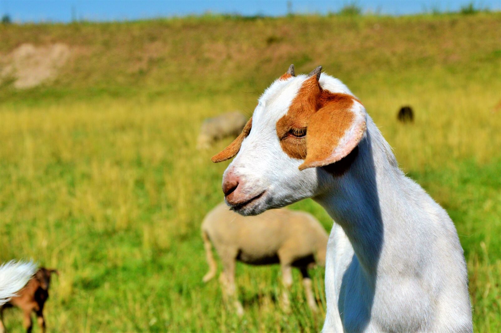 Nikon D3200 sample photo. Goat, prima donna, geiss photography