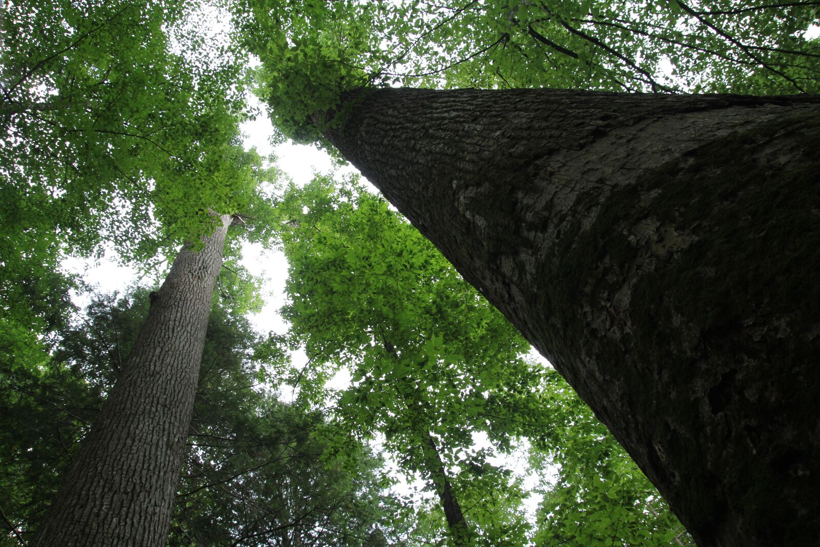 Tamron SP AF 17-50mm F2.8 XR Di II LD Aspherical (IF) sample photo. Earth day, trees, tree photography
