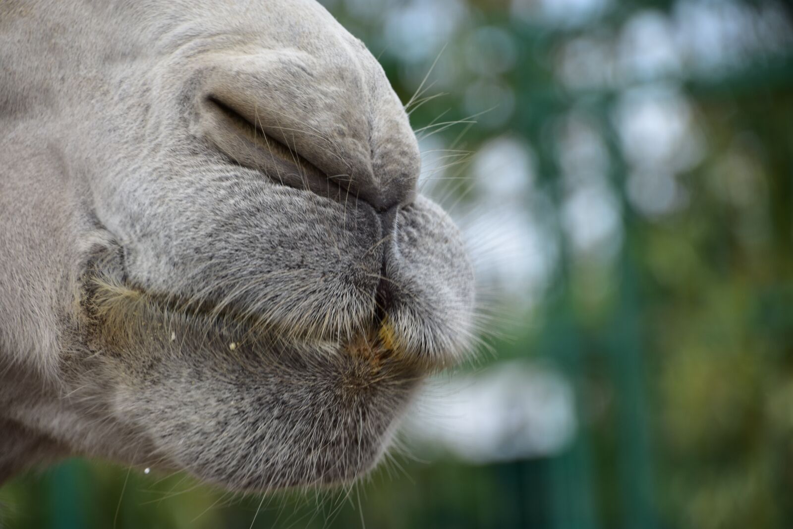 Nikon D3400 sample photo. Camel, jaws, animal photography