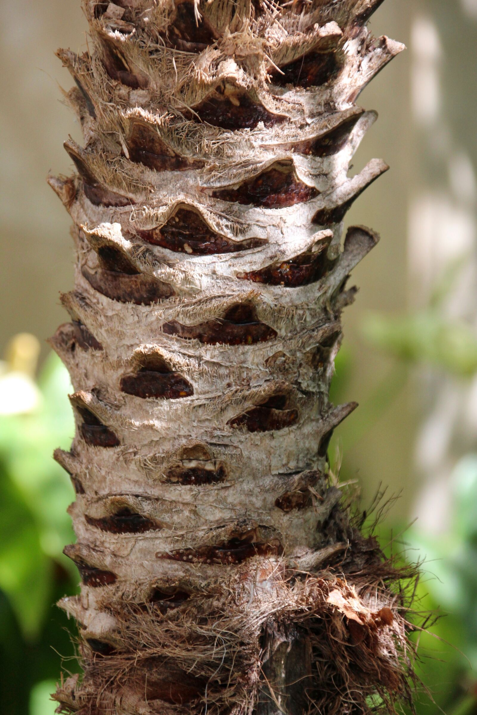 Canon EOS 1200D (EOS Rebel T5 / EOS Kiss X70 / EOS Hi) sample photo. Palm, tribe, nature photography