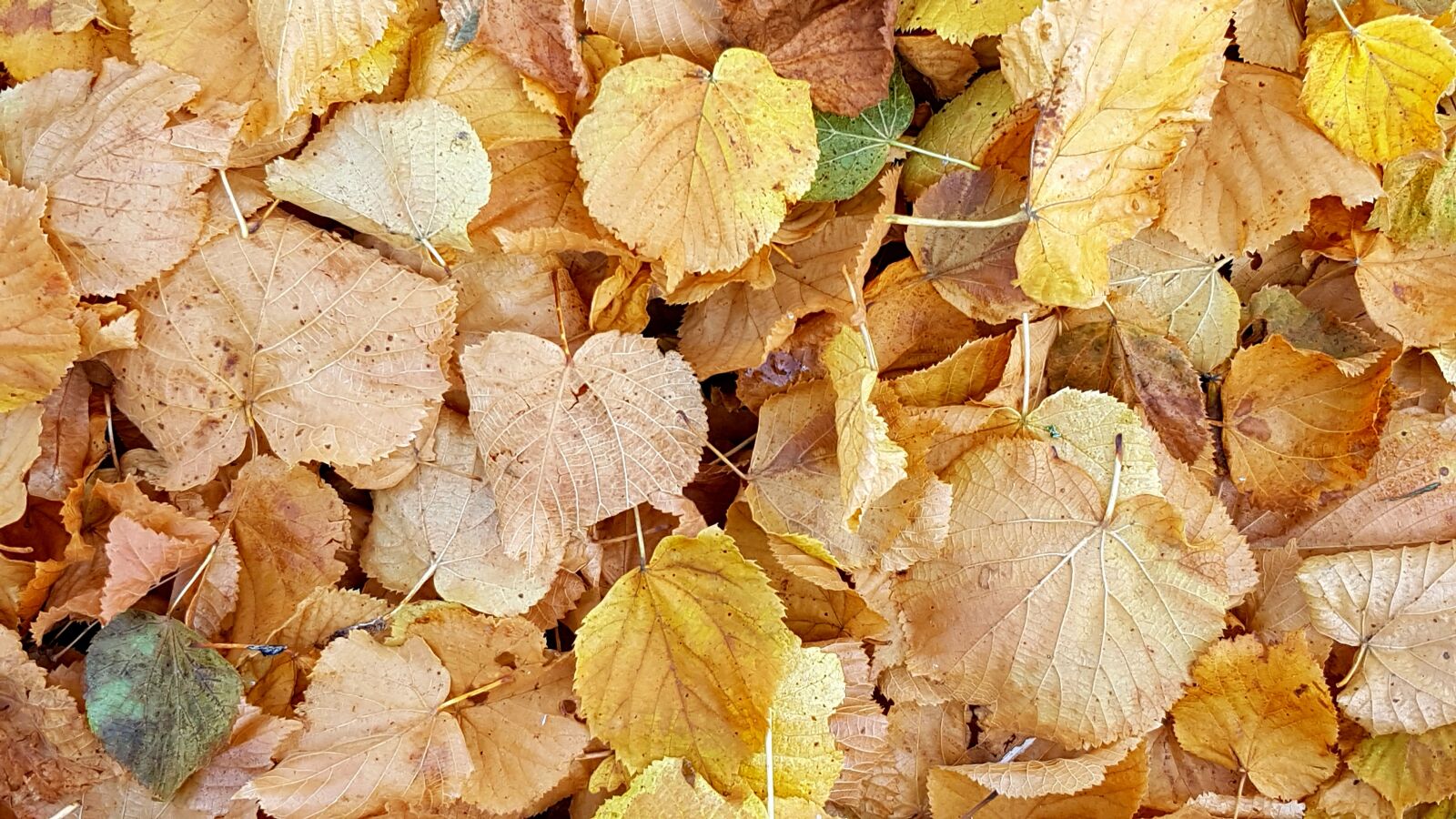 Samsung Galaxy S7 sample photo. Texture, background, fall foliage photography