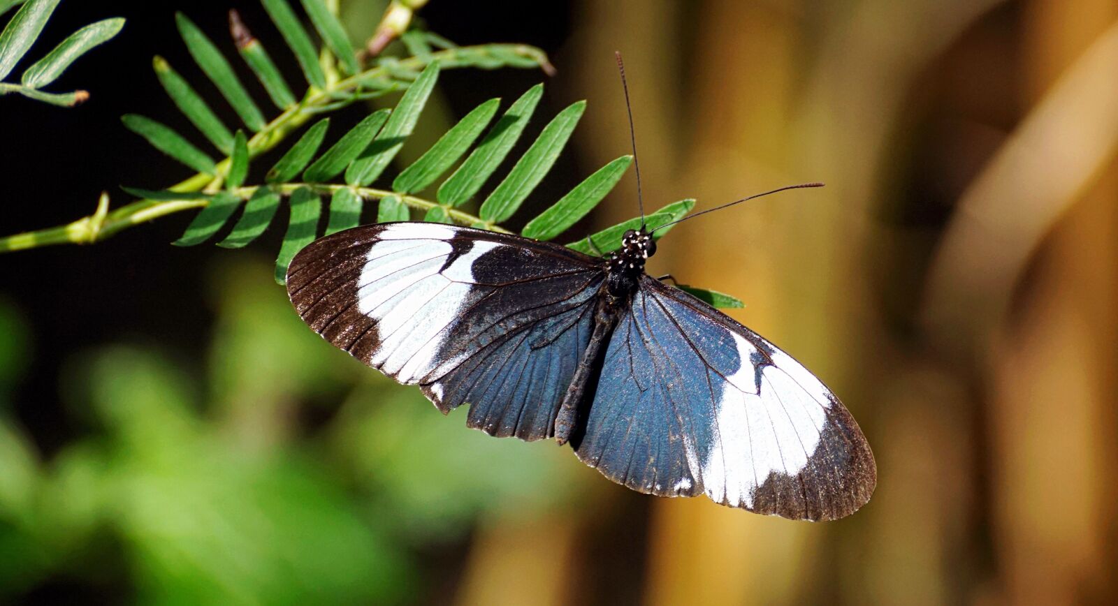 Sony DT 55-300mm F4.5-5.6 SAM sample photo. Butterfly, exotic, insect photography