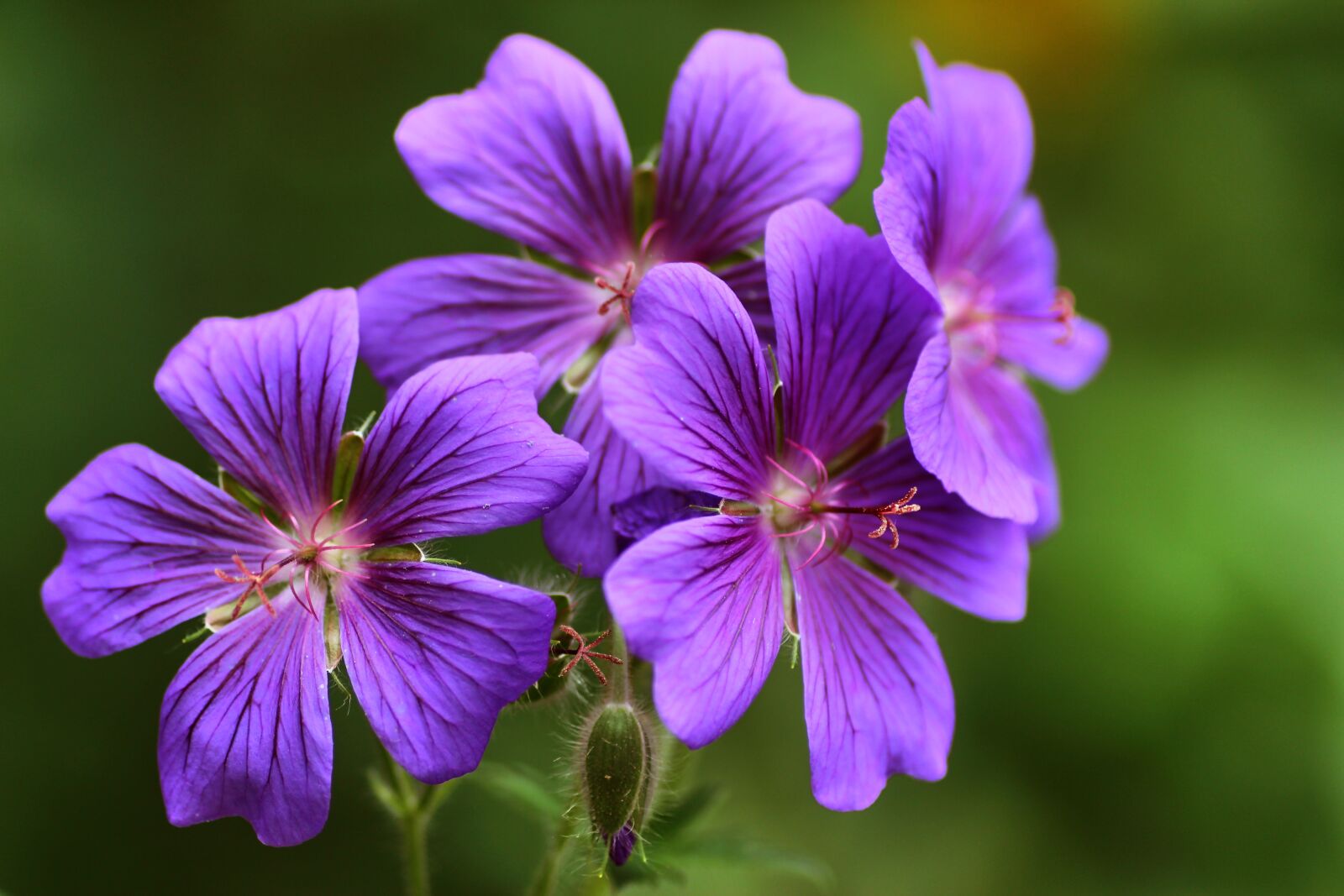Tamron SP 90mm F2.8 Di VC USD 1:1 Macro sample photo. Cranesbill, flowers, nature photography
