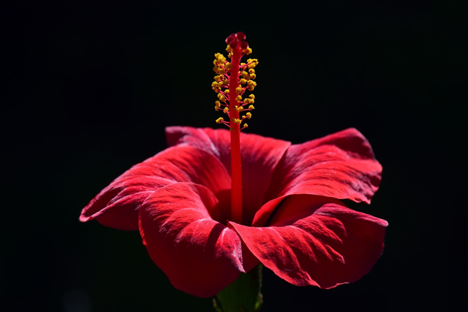 Nikon D3300 sample photo. Hibiscus, blossom, bloom photography